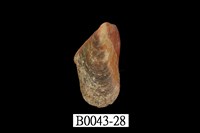 藏品(雲雀殼菜蛤)的圖片